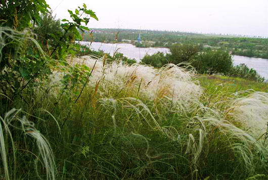 ковила