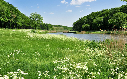 Великоанадольський ліс
