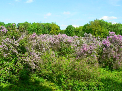 селище Диканька. бузковий гай
