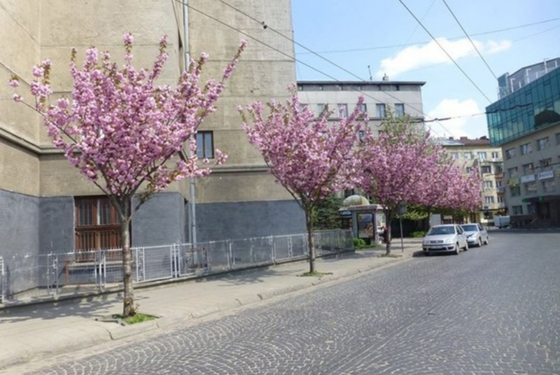 Сакуры во Львове