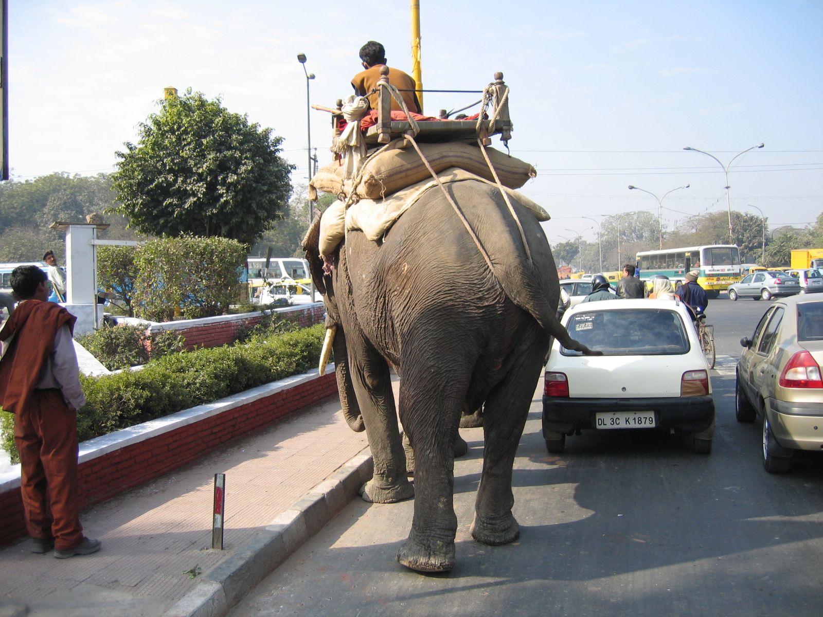 Индия - слоны на дороге